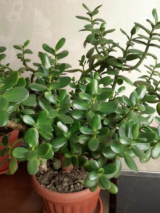 Денежное  дерево