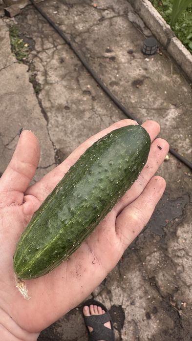 Продам домашние огурцы