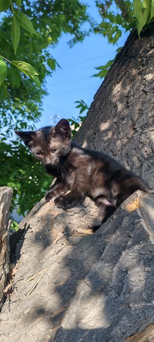 Отдам бесплатно котят