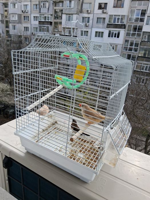 Продавам амадинки заедно с кафеса