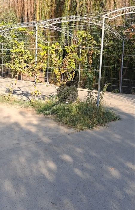 •Hovli sotiladi 1×5 sotix, 4 ta honali