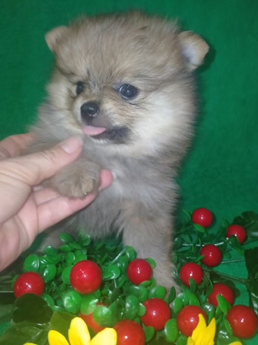 Померанский шпиц