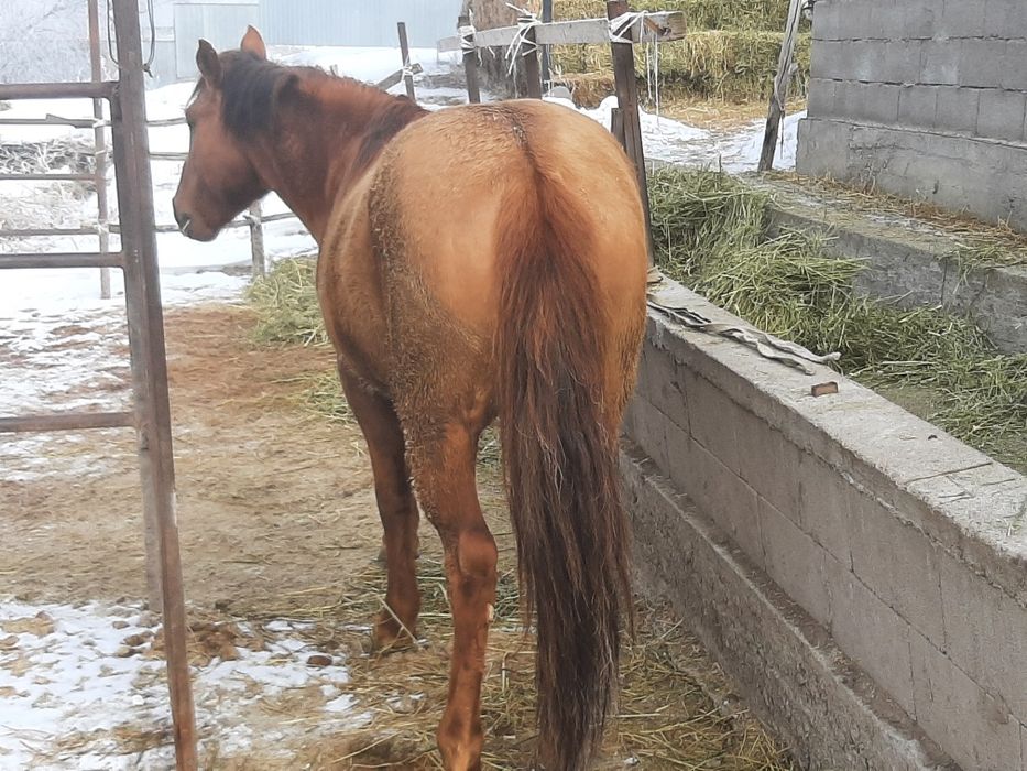 Айғыр, жеребец, лошадь