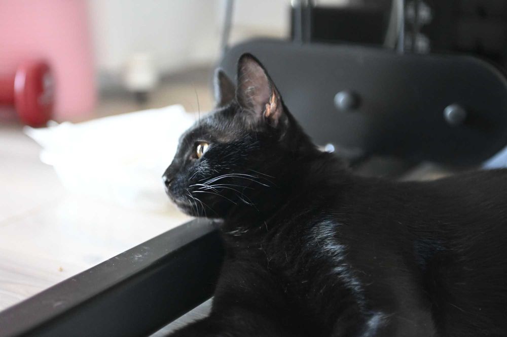 Motanel negru, sterilizat, aproximativ 10 luni — Masi, foarte simpatic