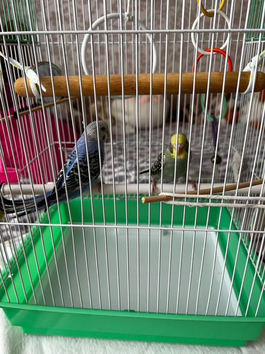 Волнистые попугаи