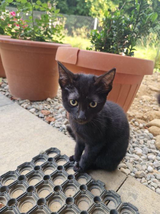 Pisica la adoptie femenin