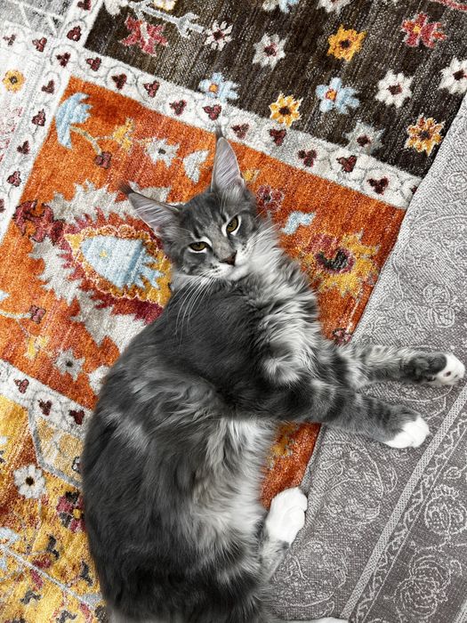 Кошка мейнкун 4 месяец