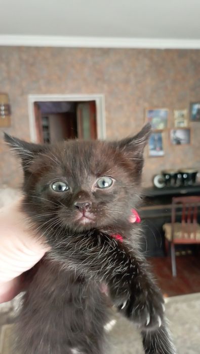 Отдам в хорошие руки котенка