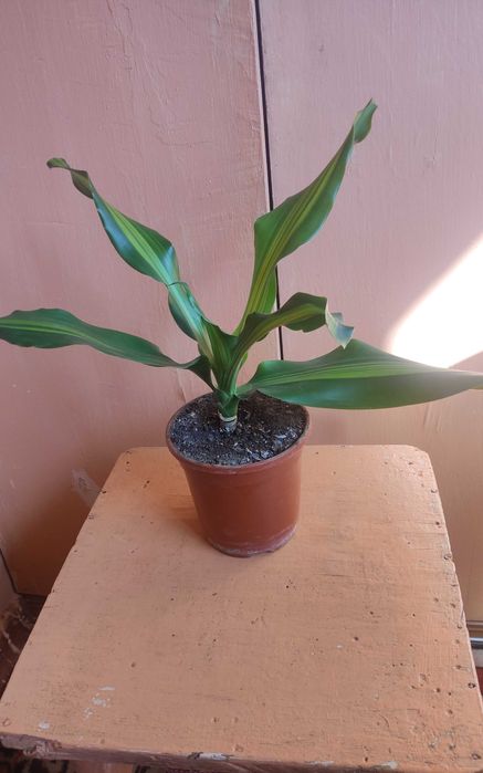 Цветок драцена широколистная