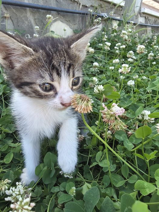 Pisoiași pentru adoptie