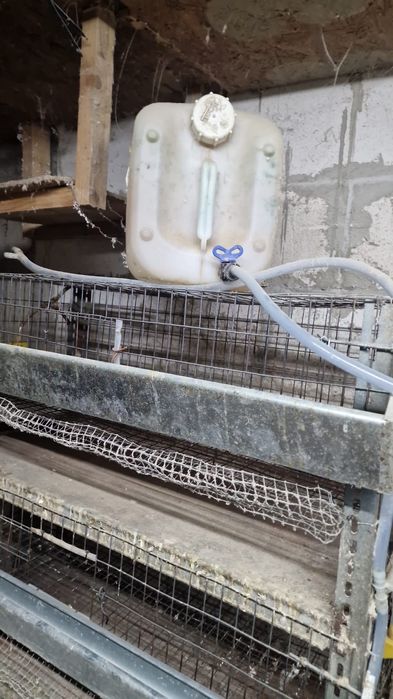 Rastel prepelite plus bonus frumos!!