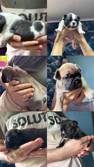 Щенки француского бульдога