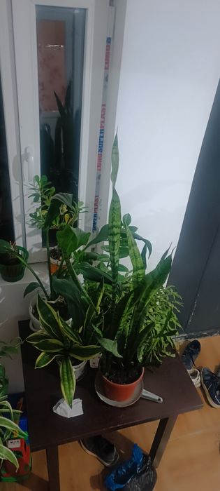 Продам домашние цветы