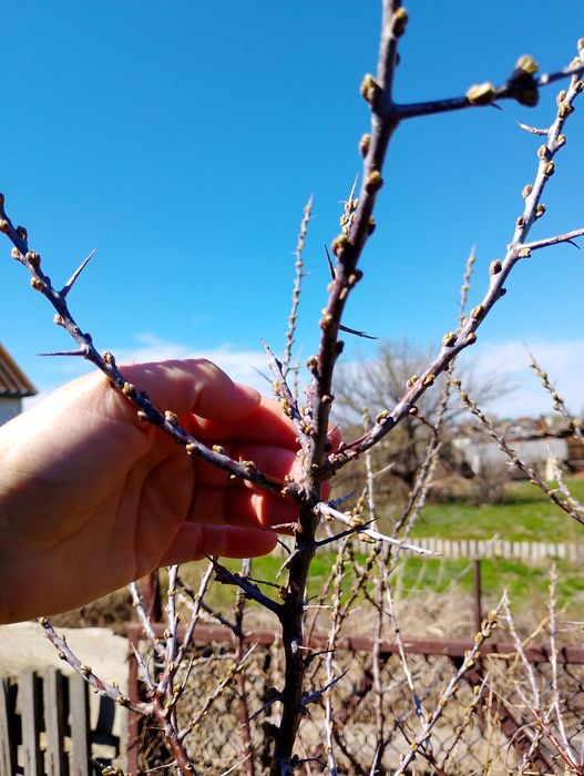 Облепиха кусты парные