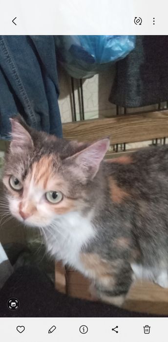 Подарю  кошечку. г.Рудный.