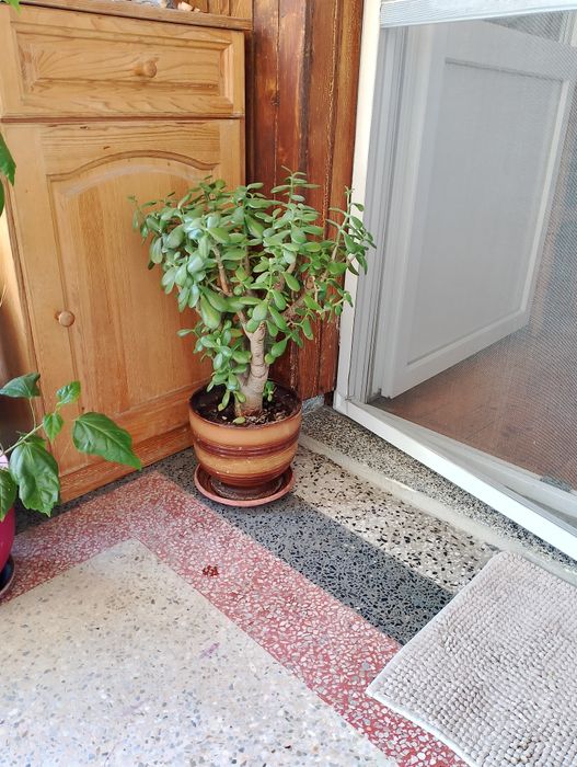 Стайни цветя, коренчета розмарин