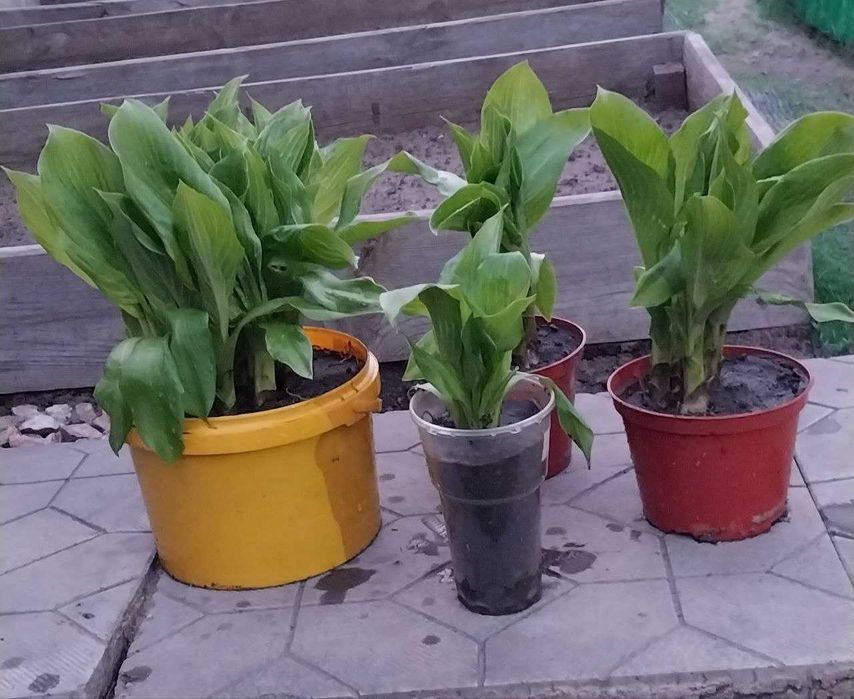 Продам цветы хосты