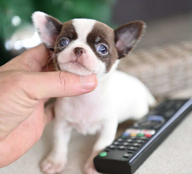 Женско мини чихуахуа бяло шоколадово