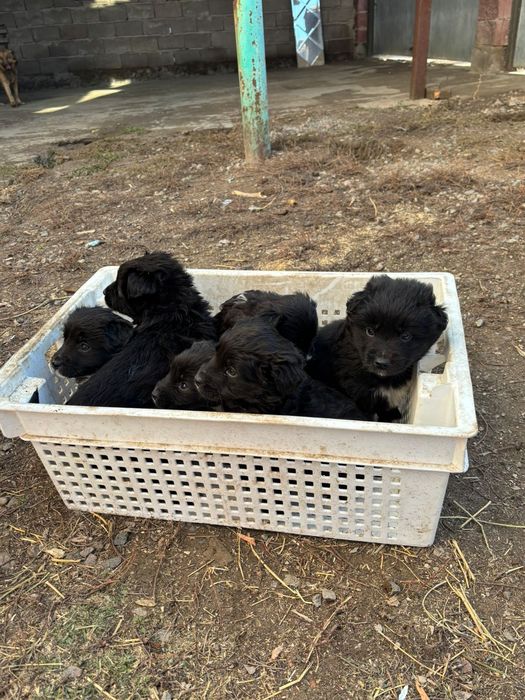 Отдам щенков  бесплатно