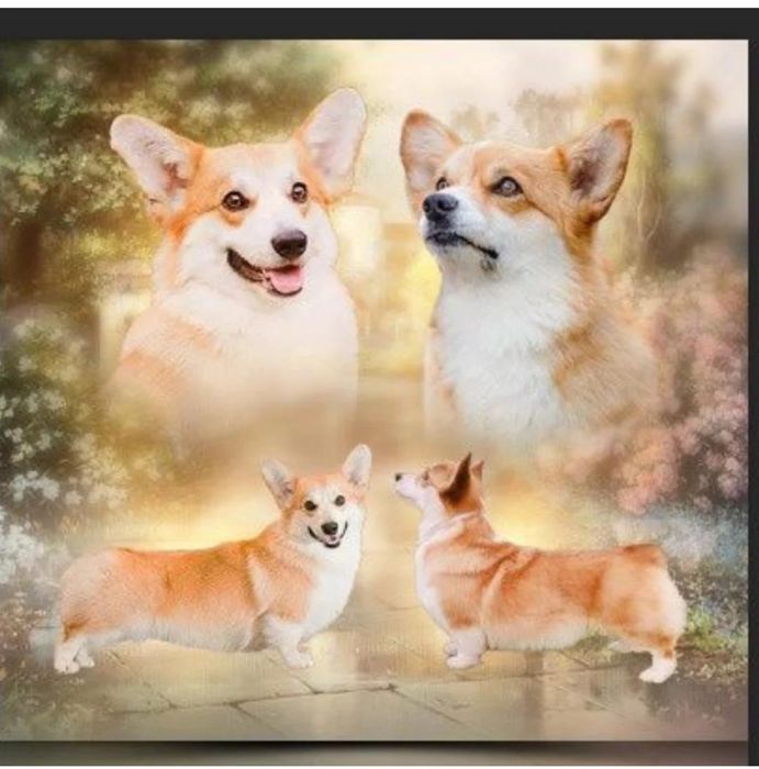 Детки вельш корги пемброг