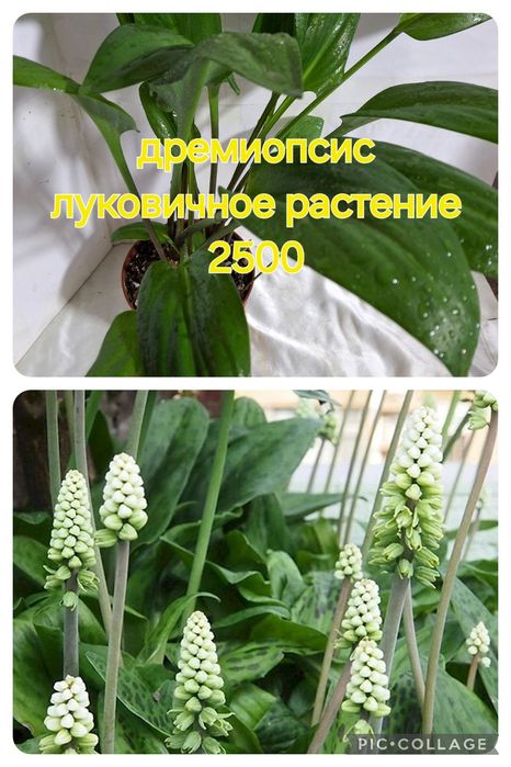 Комнатные растения одоптированые