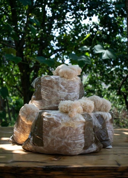Tinctura coama leului, ganoderma si coada curcanului