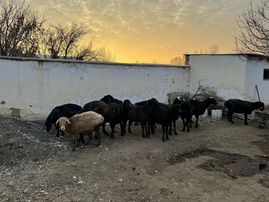 Қойлар сатылады. Сойыпта сатылады