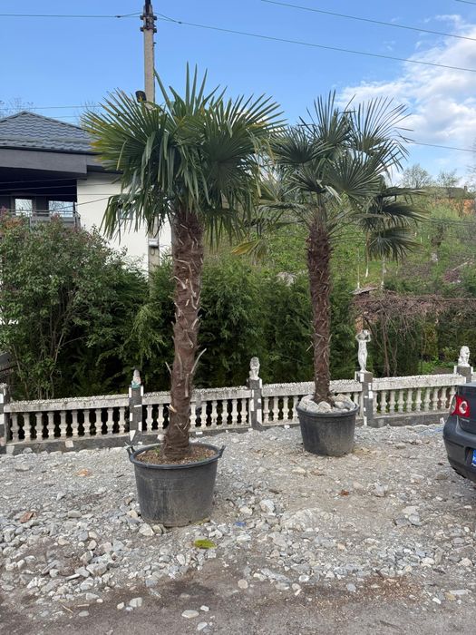 Amenajare gradina cu gazon rulou si plante ornamentale