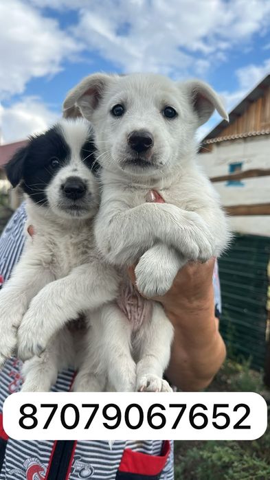Щенки мальчик и девочка