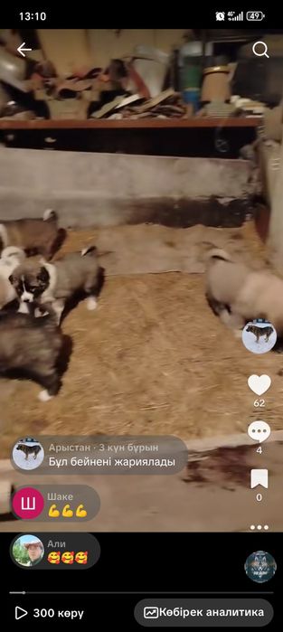 Кушиктер сатылады