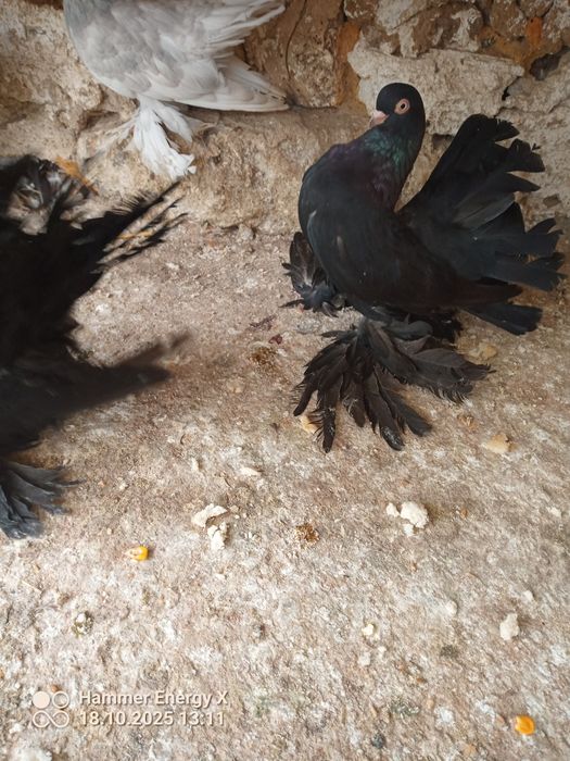 Гълъби Декорация