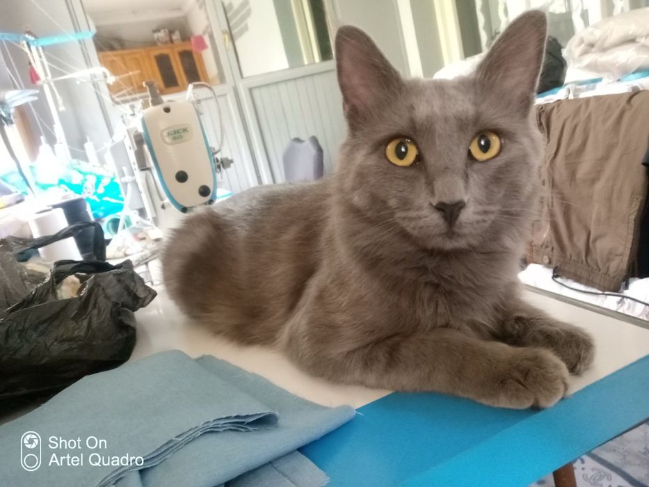 SCOTTISH zotli mushuk sotiladi! Kami vashi yoo, O'zi arzon sotvoma