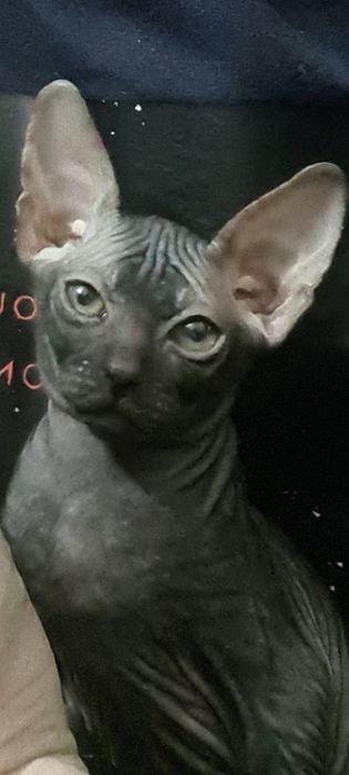 Котята Донской сфинкс