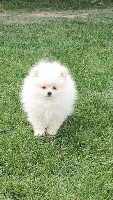 Куче Померан мъжко