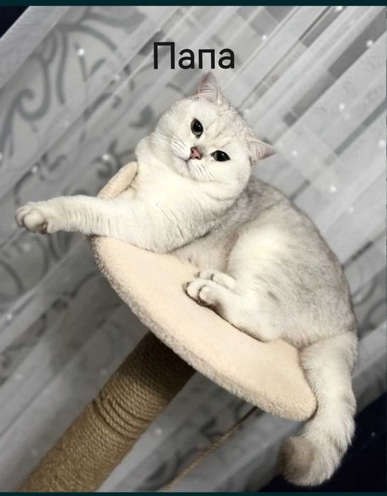 Продам котят породистые