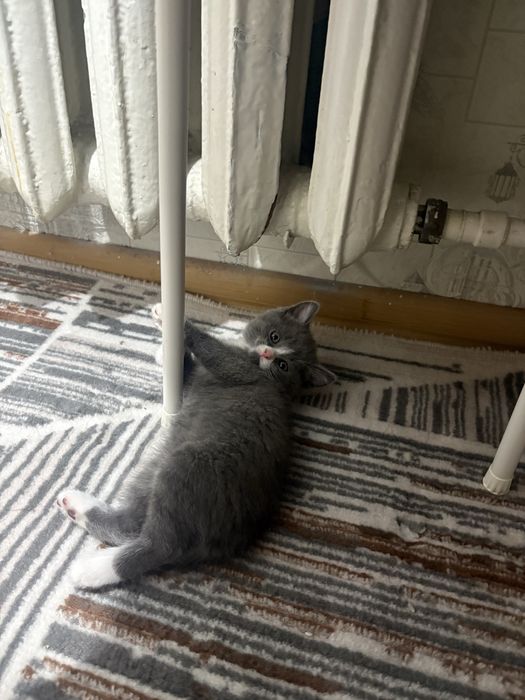 Продается котенок