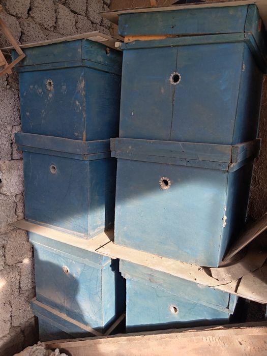 Asal ari yashigi yangi