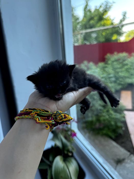 Котята ищут семью