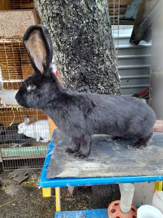 Vând,schimb iepuri rase pitice și medii