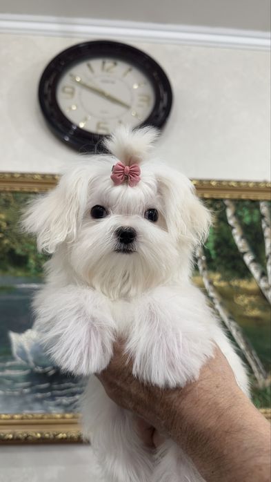 Шикарная малышка мини мальтезе