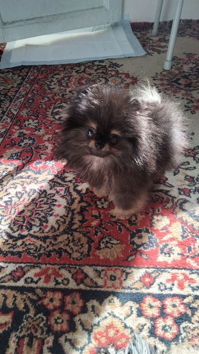 Продадим щенка щпитц