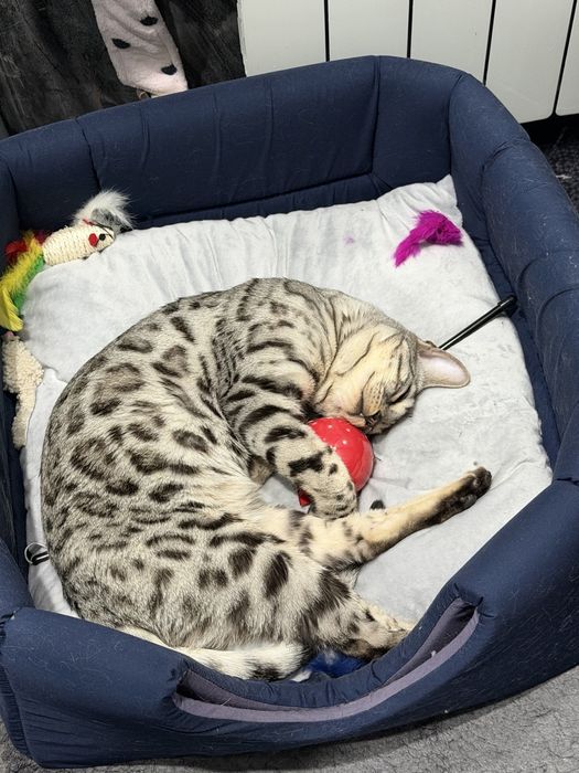 Породистый Бенгальский кот
