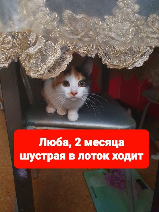 Отдам в добрые руки