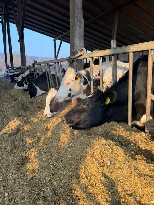 Juninci holstein gestante