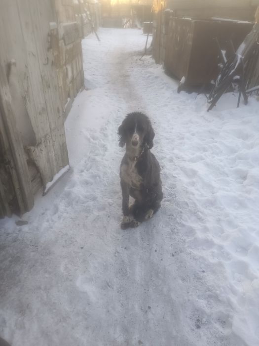 Продаю тазы (сучка)