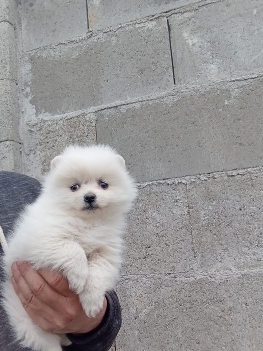 Cățel Pomeranian