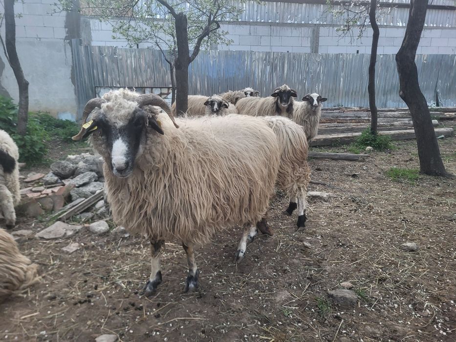 Vand oi cu miei 1400 negociabil