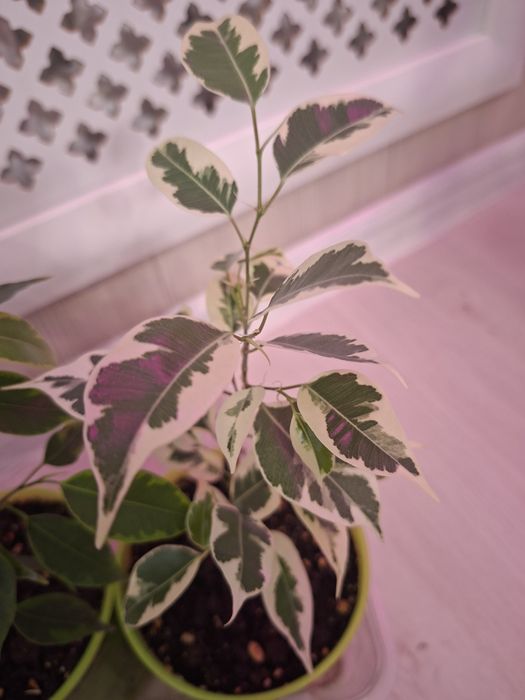 Фикус Бенджамина,  сортовые