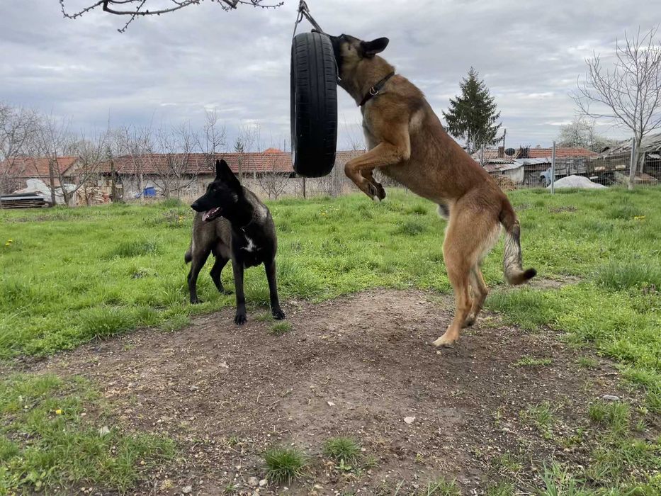 Малиноа, Белгийска Овчарка