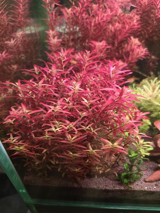 Аквариумные ростения